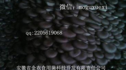 新品種——平菇519